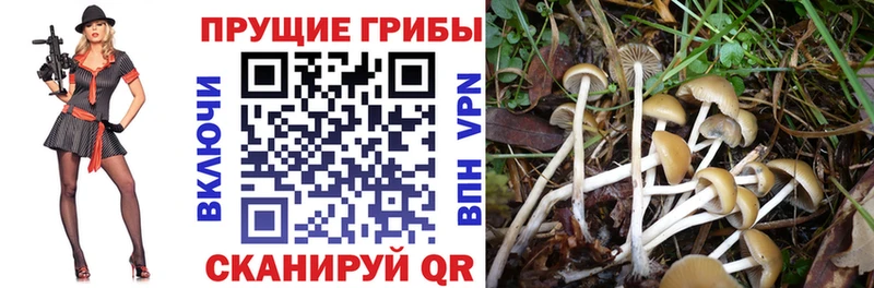 цены наркотик  Лысково  Псилоцибиновые грибы Magic Shrooms 